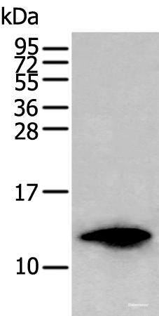 Western blot analysis of HL-60 cell lysate using FSHB Polyclonal Antibody at dilution of 1:350