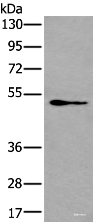Western blot analysis of NIH/3T3 cell lysate using GATA3 Polyclonal Antibody at dilution of 1:400
