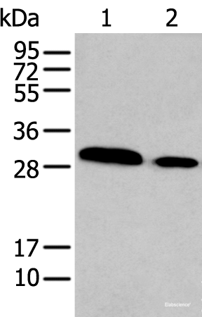 Western blot analysis of TM4 and NIH/3T3 cell lysates using HOXC9 Polyclonal Antibody at dilution of 1:350