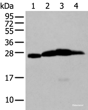 Western blot analysis of Mouse brain tissue Rat brain tissue Human cerebrum tissue Human cerebella tissue lysates using MOG Polyclonal Antibody at dilution of 1:250
