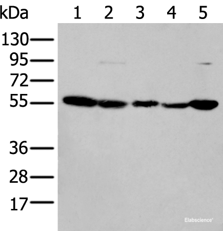 Western blot analysis of 293T cell lysates using PFKFB3 Polyclonal Antibody at dilution of 1:200