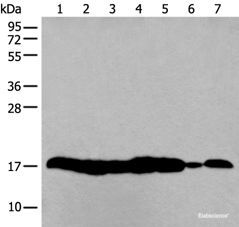 Western blot analysis of 293T and NIH/3T3 cell Mouse liver tissue HUVEC cell lysates using HIST1H3A Polyclonal Antibody at dilution of 1:250