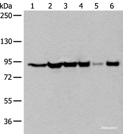 Western blot analysis of 293T cell lysates using XAB2 Polyclonal Antibody at dilution of 1:250