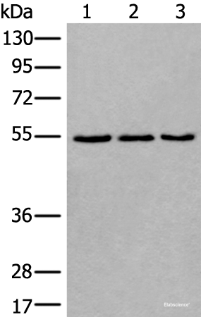 Western blot analysis of 293T NIH/3T3 and K562 cell lysates using WDSUB1 Polyclonal Antibody at dilution of 1:500