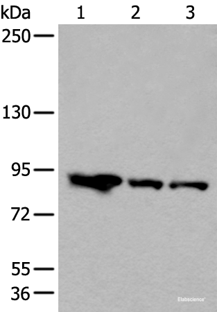 Western blot analysis of Mouse brain tissue Human cerebella tissue A549 cell lysates using VPS35 Polyclonal Antibody at dilution of 1:200