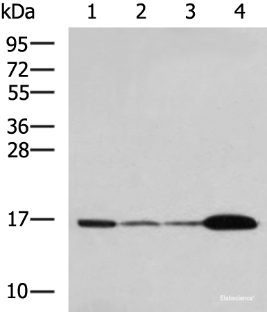 Western blot analysis of Mouse brain tissue Hela cell LNCAP cell HepG2 cell Jurkat cell lysates using UBE2N Polyclonal Antibody at dilution of 1:800
