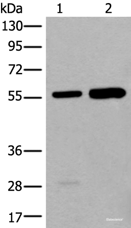 Western blot analysis of A549 and HEPG2 cell lysates using ATE1 Polyclonal Antibody at dilution of 1:400