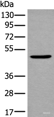 Western blot analysis of Mouse brain tissue lysate using B4GAT1 Polyclonal Antibody at dilution of 1:800