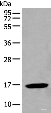 Western blot analysis of HL-60 cell lysate using BCL2L2 Polyclonal Antibody at dilution of 1:500
