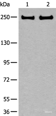 Western blot analysis of 293T and Hela cell lysates using ARFGEF1 Polyclonal Antibody at dilution of 1:400