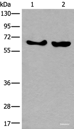 Western blot analysis of K562 and Hela cell lysates using BORA Polyclonal Antibody at dilution of 1:800
