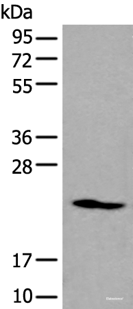 Western blot analysis of K562 cell lysate using ARL1 Polyclonal Antibody at dilution of 1:550