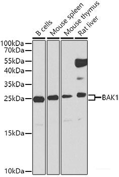 Western blot analysis of extracts of various cell lines using CCND3 Polyclonal Antibody at dilution of 1:3000.
