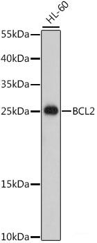 Western blot analysis of extracts of U-87MG cells using JAK3 Polyclonal Antibody at dilution of 1:1000.