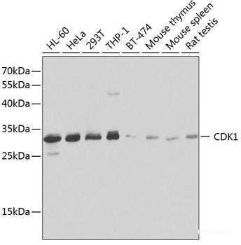 Western blot analysis of extracts of various cell lines using IRF3 Polyclonal Antibody at dilution of 1:3000.
