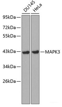 Western blot analysis of extracts of various cell lines using SKP2 Polyclonal Antibody at dilution of 1:1000.
