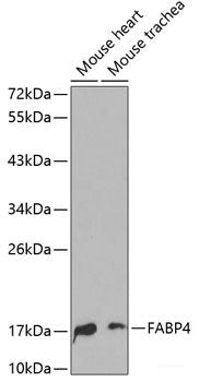 Immunofluorescence analysis of A549 cells using BIRC2 Polyclonal Antibody
