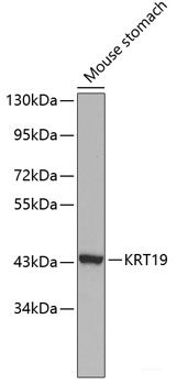 Western blot analysis of extracts of various cell lines using MAP3K7 Polyclonal Antibody.