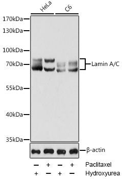 Western blot analysis of extracts of various cell lines using NSF Polyclonal Antibody at dilution of 1:1000.