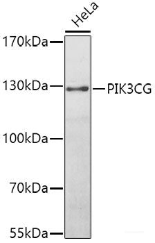 Immunofluorescence analysis of HeLa cells using EEF1A1 Polyclonal Antibody
