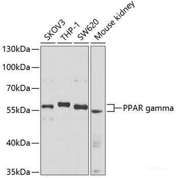 Western blot analysis of extracts of various cell lines using RAN Polyclonal Antibody at dilution of 1:1000.
