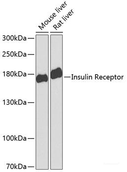 Western blot analysis of extracts of various cell lines using PARK7 Polyclonal Antibody at dilution of 1:1000.