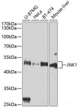 Immunofluorescence analysis of HeLa cells using ARF6 Polyclonal Antibody at dilution of 1:100. Blue: DAPI for nuclear staining.