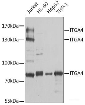 Western blot analysis of extracts of A-431 cells using BAGE2 Polyclonal Antibody at dilution of 1:1000.