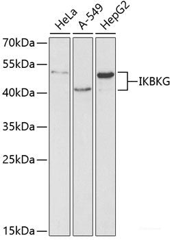 Western blot analysis of extracts of various cell lines using ADAMTS2 Polyclonal Antibody at dilution of 1:1000.