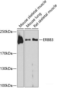 Western blot analysis of extracts of HT-29 cells using DCPS Polyclonal Antibody at dilution of 1:1000.