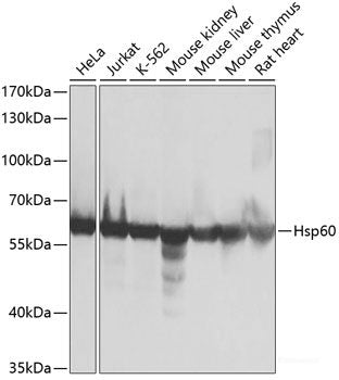 Western blot analysis of extracts of various cell lines using BANK1 Polyclonal Antibody at dilution of 1:1000.