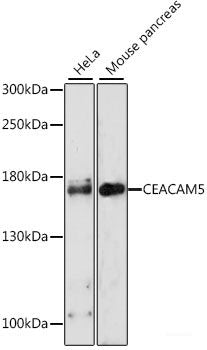 Western blot analysis of extracts of various cell lines using CISD1 Polyclonal Antibody at dilution of 1:1000.