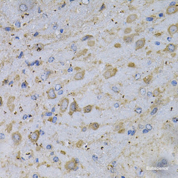 Western blot analysis of extracts of U-87MG cells using MS4A8B Polyclonal Antibody at dilution of 1:1000.