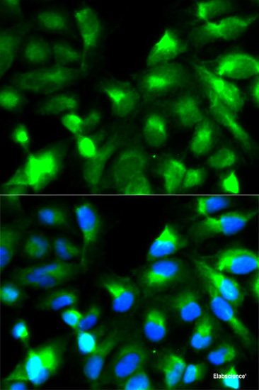 Western blot analysis of extracts of various cell lines using MZF1 Polyclonal Antibody at dilution of 1:1000.