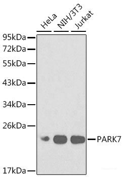 Immunofluorescence analysis of L929 cells using RPS20 Polyclonal Antibody at dilution of 1:100. Blue: DAPI for nuclear staining.