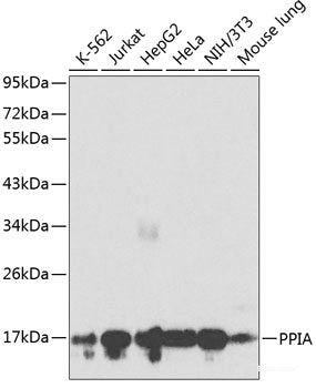 Western blot analysis of extracts of various cell lines using GORASP2 Polyclonal Antibody at dilution of 1:1000.