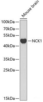Immunofluorescence analysis of NIH-3T3 cells using UBE2G2 Polyclonal Antibody at dilution of 1:100. Blue: DAPI for nuclear staining.