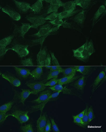 Western blot analysis of extracts of various cell lines using AKR1A1 Polyclonal Antibody at dilution of 1:1000.