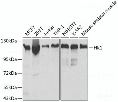 Immunofluorescence analysis of HeLa cells using YAP1 Polyclonal Antibody at dilution of 1:100 (40x lens). Blue: DAPI for nuclear staining.