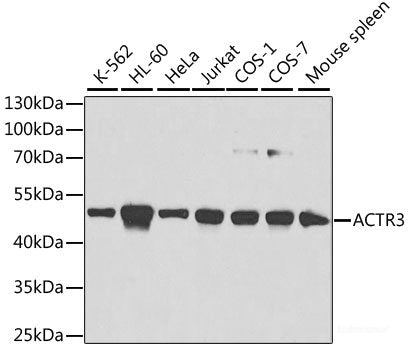 Immunohistochemistry of paraffin-embedded Human colon using CTCF Polyclonal Antibody at dilution of 1:100 (40x lens).