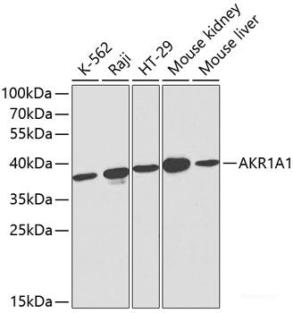 Western blot analysis of extracts of various cell lines using DDIT3 / CHOP Polyclonal Antibody at dilution of 1:1000. Both C2C12 cells and C6 cells were treated by tunicamycin (2 μg/ml) for 8 hours.