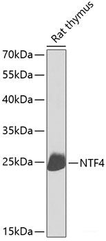 Western blot analysis of extracts of various cell lines using ALDOA Polyclonal Antibody at dilution of 1:1000.