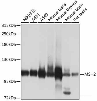 Western blot analysis of extracts of various cell lines using ARRB2 Polyclonal Antibody at dilution of 1:1000.