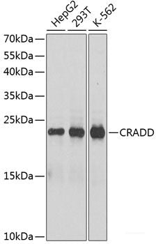 Western blot analysis of extracts of various cell lines using ITPRIP Polyclonal Antibody at dilution of 1:3000.