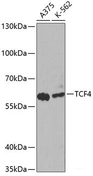 Western blot analysis of extracts of HeLa cells using YAP1 Polyclonal Antibody.