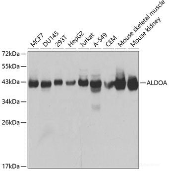 Western blot analysis of extracts of various cell lines using STAT3 Polyclonal Antibody at dilution of 1:1000.