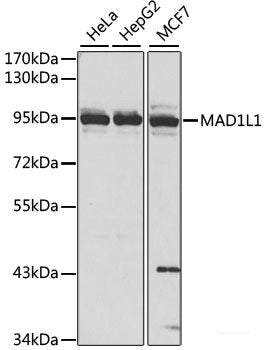 Immunohistochemistry of paraffin-embedded Rat ovary using BYSL Polyclonal Antibody at dilution of 1:100 (40x lens).