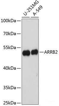 Immunofluorescence analysis of NIH/3T3 cells using ABCD1 Polyclonal Antibody at dilution of 1:100. Blue: DAPI for nuclear staining.