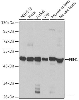 Western blot analysis of extracts of various cell lines using AGTRAP Polyclonal Antibody at dilution of 1:3000.