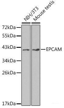 Western blot analysis of extracts of 22Rv1 cells using APOH Polyclonal Antibody at dilution of 1:1000.